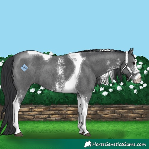Horse Color:Black Sabino Tobiano 