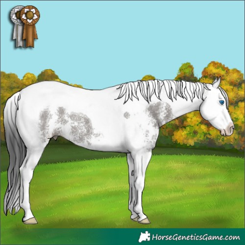 Horse Color:Grullo Sabino Splash Tobiano 