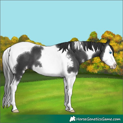 Horse Color:Black Sabino Splash Tobiano 