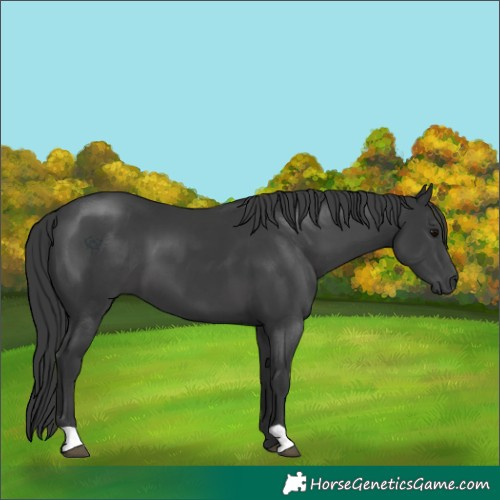 Horse Color:Black 