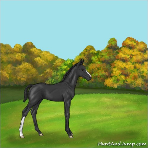 Horse Color:Black 