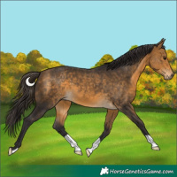 Horse Color:Buckskin 