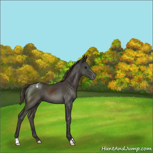 Horse Color:Smoky Black Appaloosa 