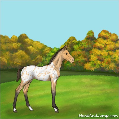 Horse Color:Buckskin Roan Appaloosa 
