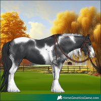 Horse Color:Black Sabino Tobiano 