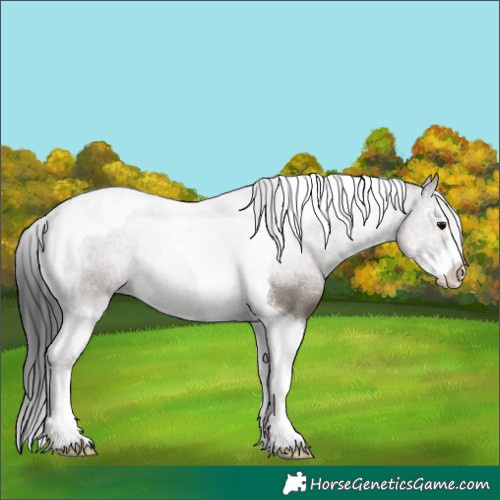 Horse Color:Grullo Sabino Tobiano Rabicano 
