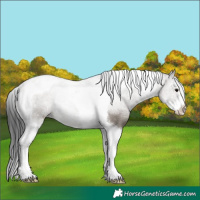 Horse Color:Grullo Sabino Tobiano Rabicano 