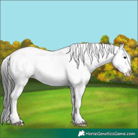 Horse Color:Grullo Sabino Rabicano 