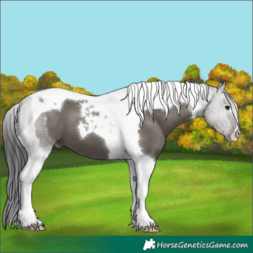 Horse Color:Grullo Tobiano 