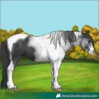 Horse Color:Black Sabino Tobiano 