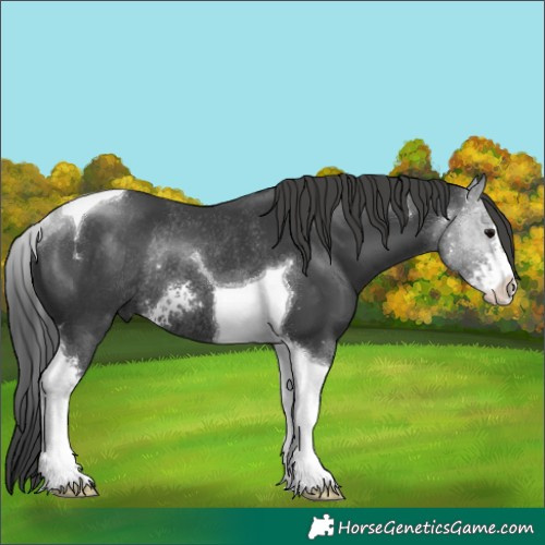 Horse Color:Black Sabino Tobiano Rabicano 