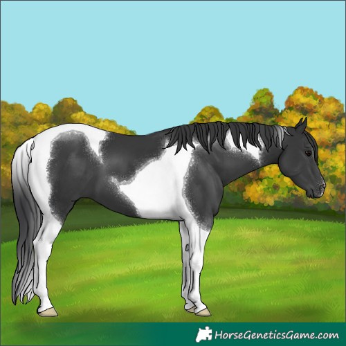 Horse Color:Black Tobiano 