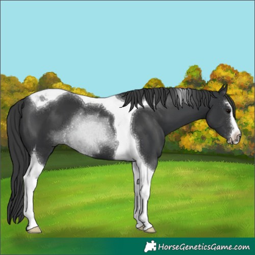 Horse Color:Black Sabino Tobiano 