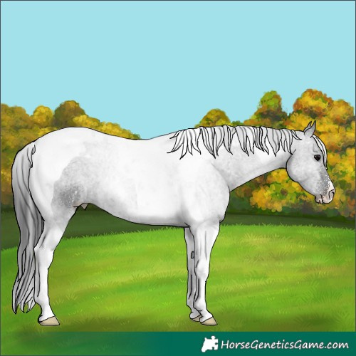 Horse Color:Black Tobiano 