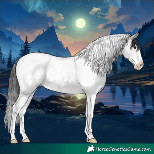 Horse Color:Grullo Sabino Tobiano 