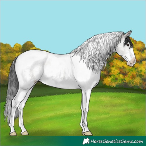 Horse Color:Grullo Sabino Tobiano 