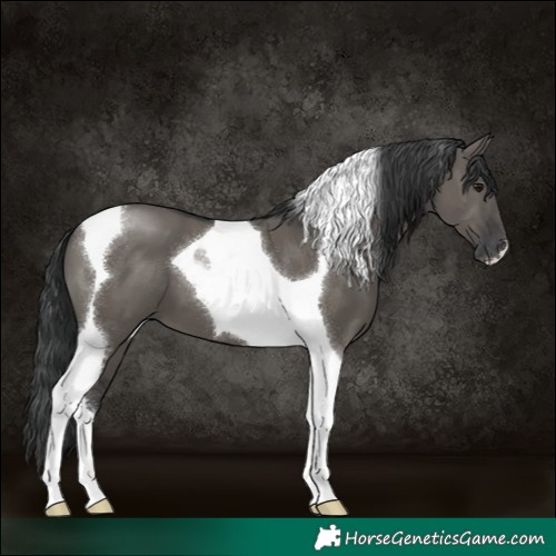 Horse Color:Grullo Tobiano