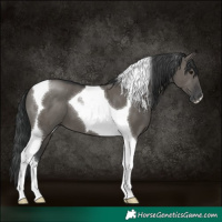 Horse Color:Grullo Tobiano