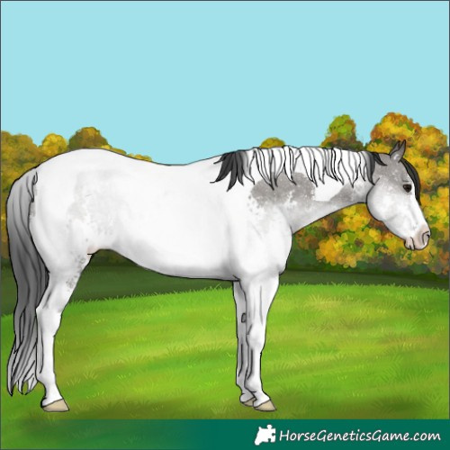 Horse Color:Grullo Sabino Tobiano 