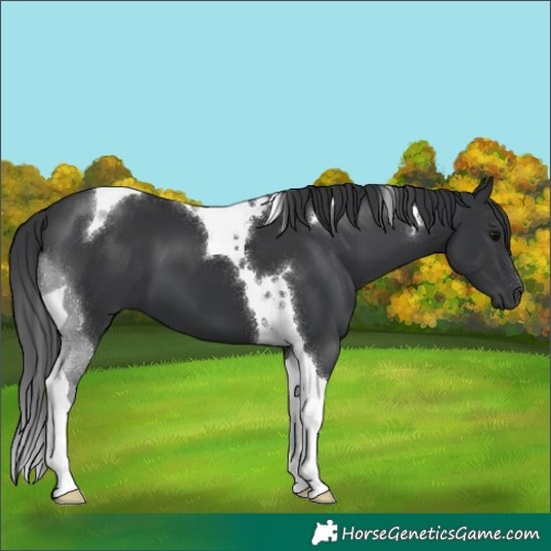 Horse Color:Black Tobiano 