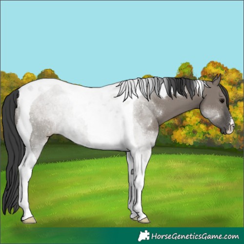 Horse Color:Grullo Tobiano
