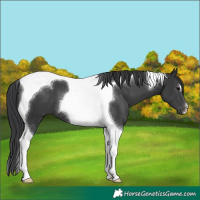 Horse Color:Black Tobiano 