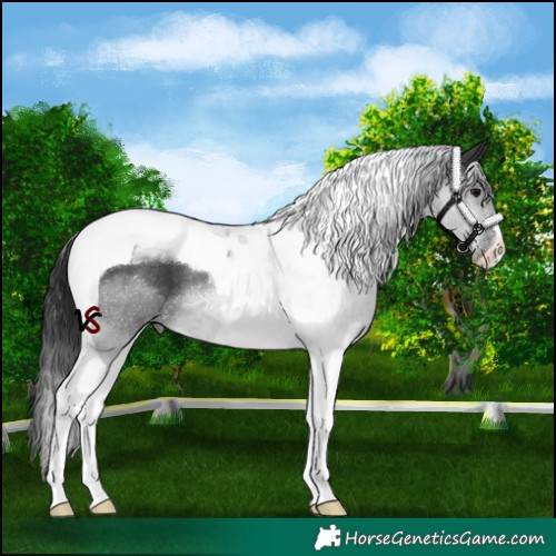 Horse Color:Black Tobiano 