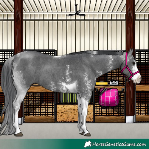 Horse Color:Black Sabino Tobiano 