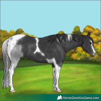 Horse Color:Black Sabino Tobiano 