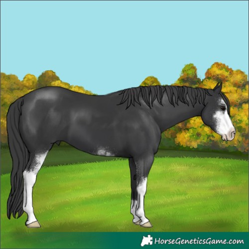 Horse Color:Black Sabino 