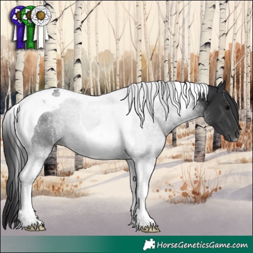 Horse Color:Black Tobiano