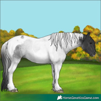 Horse Color:Black Tobiano 