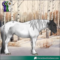 Horse Color:Black Tobiano