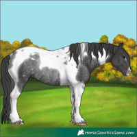 Horse Color:Black Tobiano Rabicano
