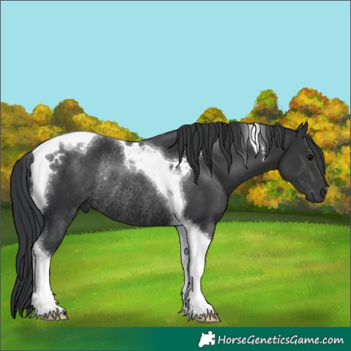 Horse Color:Black Tobiano Rabicano 