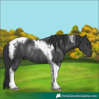 Horse Color:Black Tobiano Rabicano 