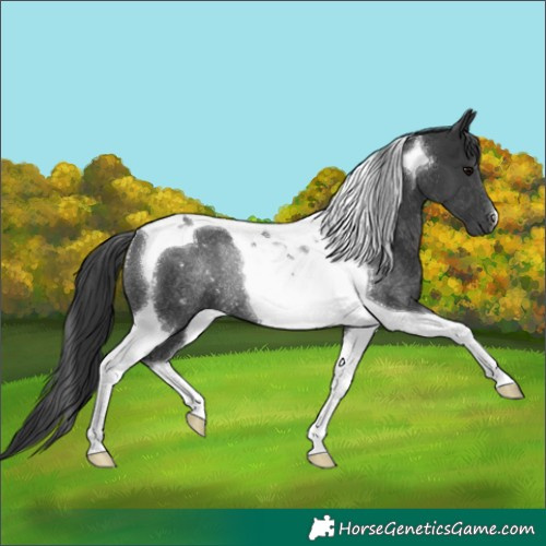 Horse Color:Black Tobiano Rabicano 
