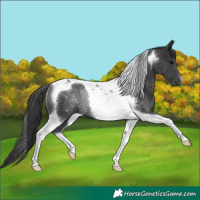 Horse Color:Black Tobiano Rabicano