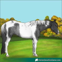 Horse Color:Black Tobiano Rabicano 