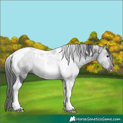 Horse Color:Black Tobiano