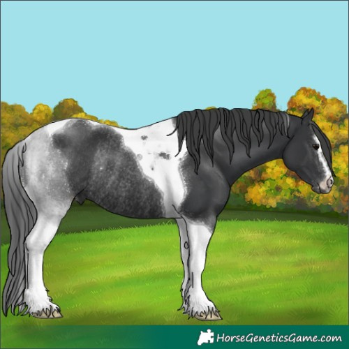 Horse Color:Black Sabino Tobiano Rabicano 
