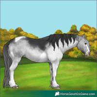 Horse Color:Black Sabino Tobiano