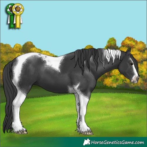 Horse Color:Black Sabino Tobiano 