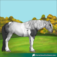 Horse Color:Black Tobiano 