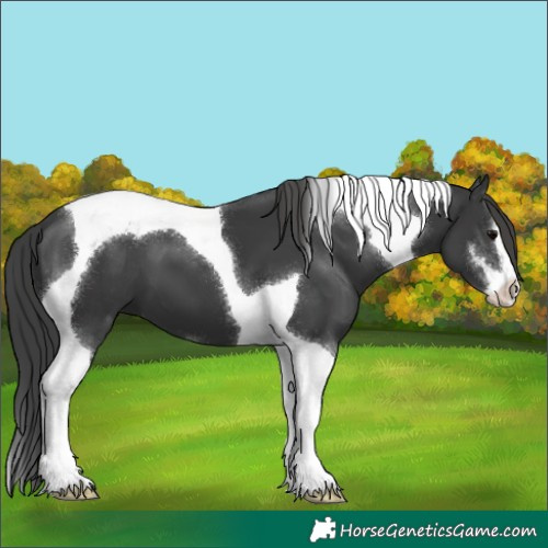 Horse Color:Black Sabino Tobiano 