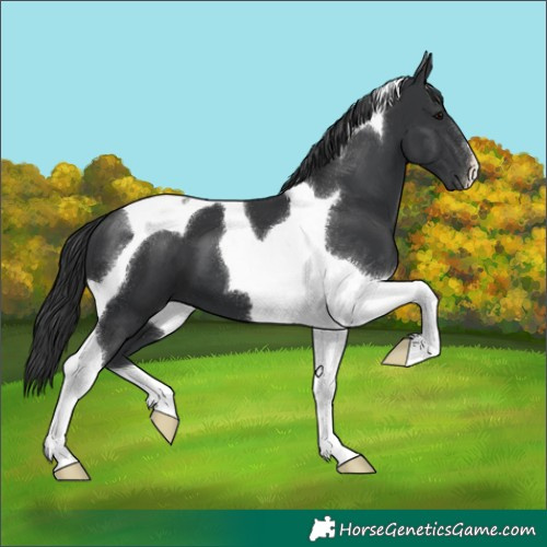 Horse Color:Black Tobiano 