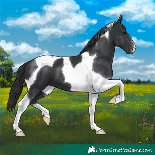 Horse Color:Black Tobiano 
