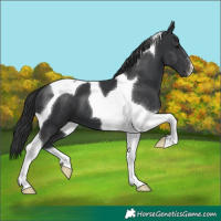 Horse Color:Black Tobiano 