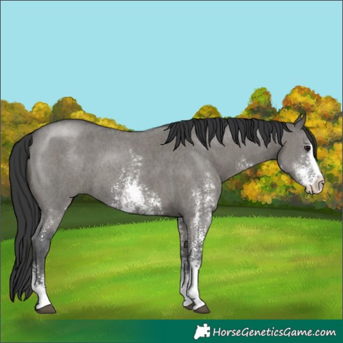 Horse Color:Grullo Sabino 