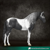Horse Color:Black Tobiano 